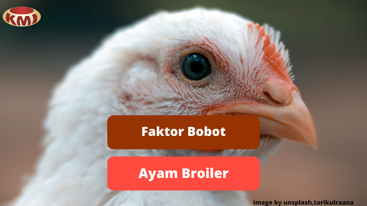 Beberapa Hal Yang Mempengaruhi Bobot Ayam Broiler